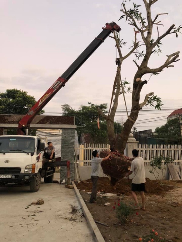 Bên ngoài nhà là khuôn viên được trồng cây xanh (Hình ảnh khi căn nhà đang hoàn hiện)