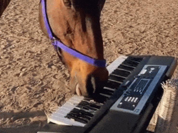 Clip: Diệu kỳ khả năng chơi đàn điêu luyện gây "sốt" của ba chú ngựa