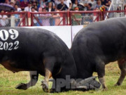 Tin tức trong ngày - Đề xuất không bỏ lễ hội chọi trâu, chém lợn: Chuyên gia văn hóa nói gì?