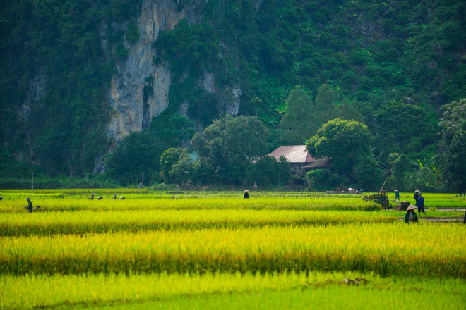 Nét đẹp bình yên mùa vàng bội thu