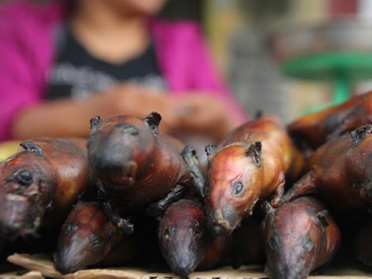 Loài bẩn thỉu ở Việt Nam ai gặp cũng xua đuổi, không ngờ là đặc sản nhà giàu ”săn lùng”