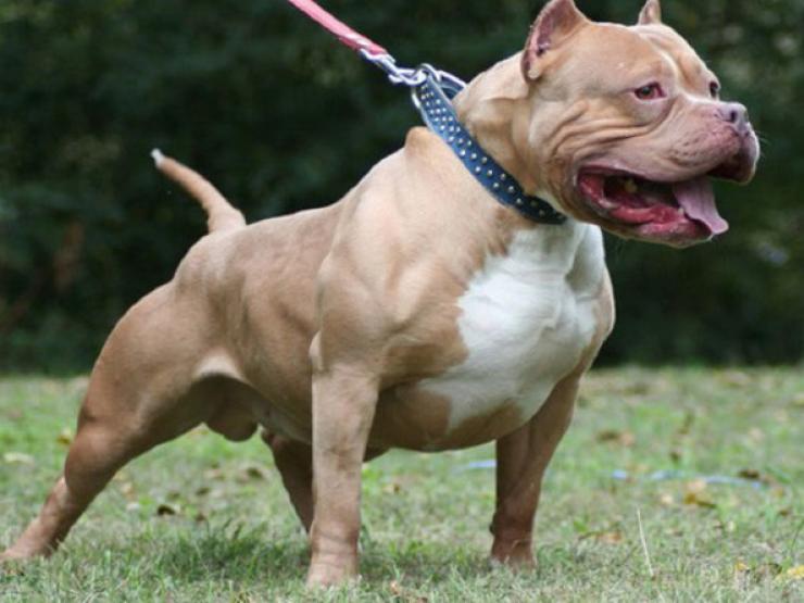 Nóng trong tuần: Bị chó pitbull nặng 40kg tấn công, nữ chủ nhà tử vong