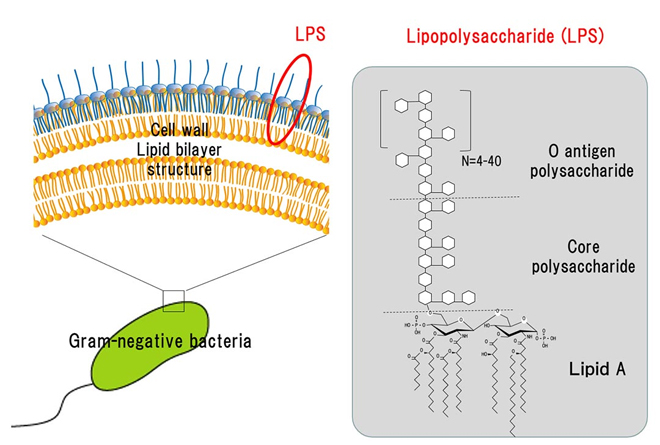 LPS (Lipopolysaccharide) bước tiến vượt bậc giúp cải thiện hệ miễn dịch - 1