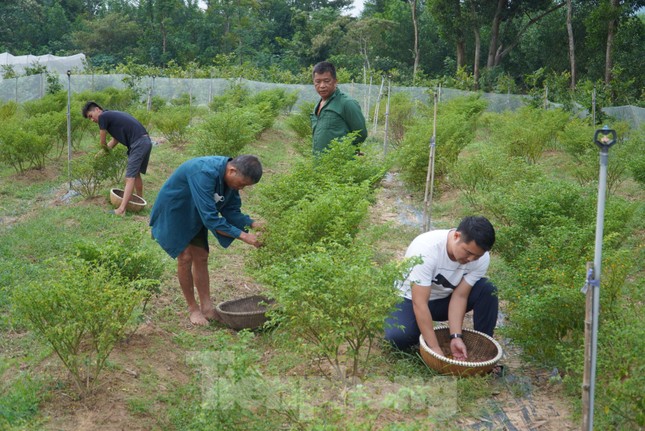 Hiện nay, ớt Peru được anh Tân bán cho các vị khách ở các thành phố lớn như Hà Nội, Đà Nẵng, TPHCM,… giá 1 triệu đồng/kg. Còn với người dân nội tỉnh, anh bán 700.000 đồng/kg. Cứ thu hoạch đến đâu số lượng ớt đều được tiêu thụ hết.