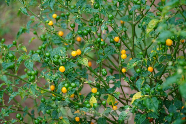 Nhận thấy loại ớt Aji Charapita (hay còn gọi là ớt Peru) có giá trị cao, năm 2019 anh Lê Sỹ Tân (40 tuổi, quê xã Thiên Lộc, huyện Can Lộc, Hà Tĩnh) đã hợp tác cùng ông Trương Văn Thủy (54 tuổi) ươm, trồng tại quê nhà.