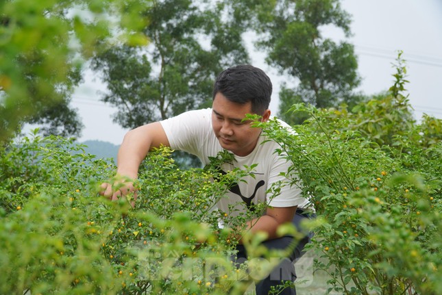 Anh Tân cho biết, do thiếu kinh nghiệm, đợt đầu trồng hơn 1.000 cây ớt nhưng bị chết hết, gây thiệt hại lớn. Dù vậy anh vẫn quyết tâm học hỏi thêm kinh nghiệm, tiếp tục nhân giống lại loại ớt này.