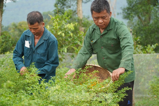 Ớt Peru được đánh giá là lúc còn nhỏ khó chăm sóc, dễ bị sâu bệnh. Tuy nhiên khi khoảng 8 tháng tuổi trở lên thì chỉ cần bón bằng phân vi sinh là cây phát triển tốt và cho thu hoạch. Mỗi cây thu hoạch từ 4-5kg quả/năm.