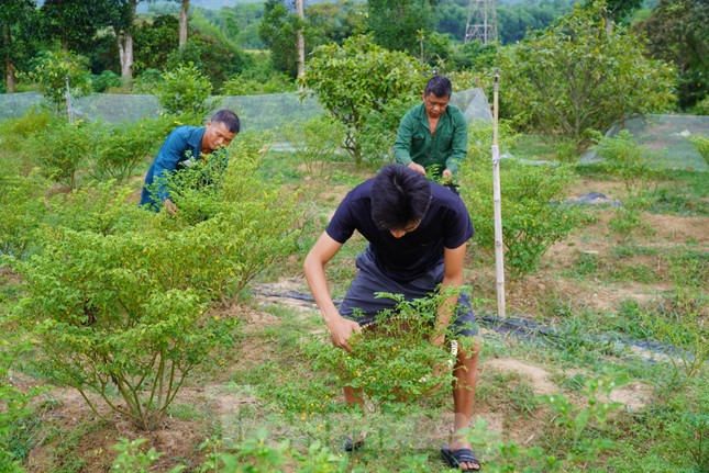 Ớt Peru có trái tròn, nhỏ như hạt đậu, màu vàng cam. Là loại ớt như một gia vị quý, cung cấp hàm lượng Vitamin C cao gấp nhiều lần ớt thường. Khi ăn, ớt Peru cay nồng, thơm đặc trưng riêng. Đây vốn là loại cây mọc hoang ở những khu rừng phía bắc Peru, sau này được người dân phát hiện và mang về trồng trọt, kinh doanh.