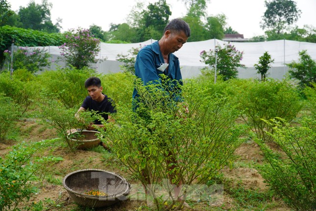 Cây giống hiện tại bán với giá cây con 50 ngàn đồng, còn loại cây lớn đã ra quả giá 100 ngàn đồng.