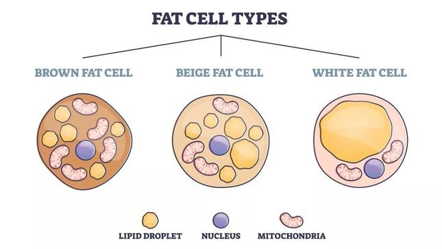 Hình minh họa cho thấy ba loại tế bào mỡ khác nhau: nâu, be và trắng.