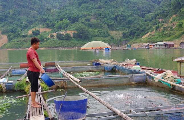 Anh Xa Văn Ðông chủ yếu nuôi cá bằng rau sắn và cỏ, thức ăn công nghiệp anh chỉ dùng lúc cần thiết