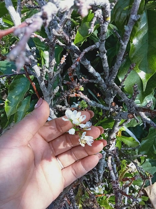 Hoa mận, hoa lê cũng bung nở sớm.