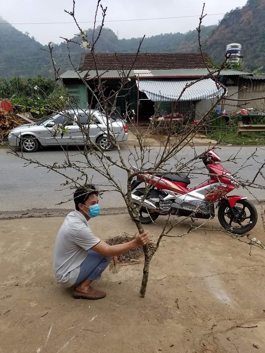 Ngoài cành đào, cành mận và cành lê cũng bắt đầu ra hoa sớm.