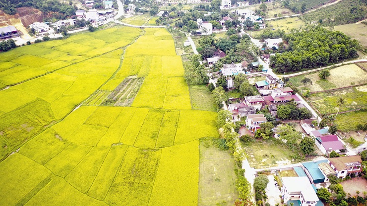 Một phần diện tích của dự án khu đô thị Tiến Xuân - Đông Xuân (Thạch Thất) hiện vẫn đang là cánh đồng lúa