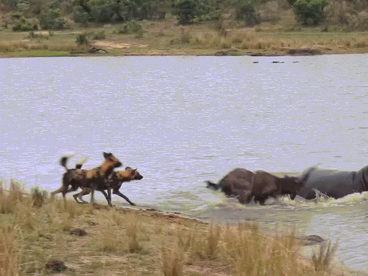 Video: Phá vòng vây của chó hoang và hà mã, linh dương Nyala vẫn chết bởi kẻ thứ 3