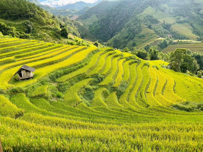 Màu xanh của rừng hòa với màu vàng của những ruộng lúa tạo nên một khung cảnh hùng vĩ và nên thơ.