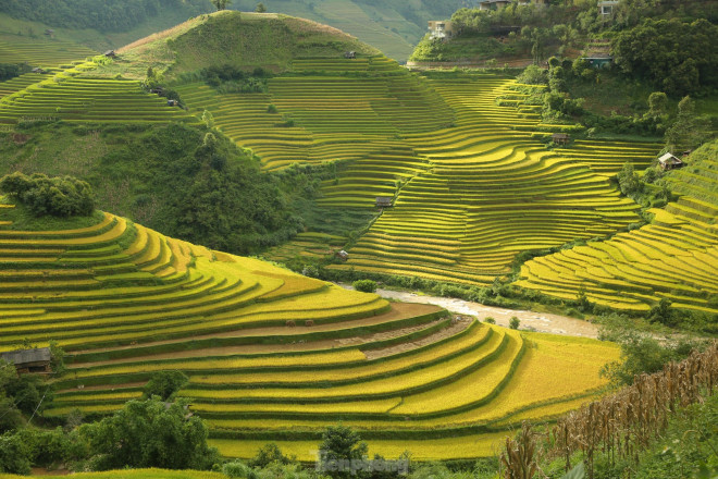 Những thửa ruộng bậc thang ánh sắc vàng óng ả trong nắng chiều.