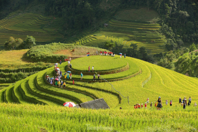 Vào mùa lúa chín, cả thung lũng Mù Cang Chải như được khoác lên một tấm áo vàng rực rỡ của nắng, của lúa chín mà nếu ai từng một lần chiêm ngưỡng sẽ không thể nào quên.