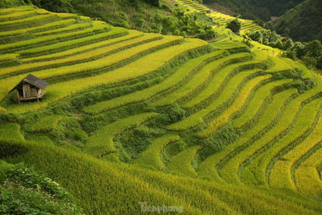 Mùa lúa chín, cả thung lũng thơm mùi lúa mới.