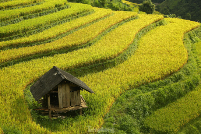 Những thửa ruộng bậc thang từ lâu đã được coi là tuyệt tác của núi rừng Tây Bắc