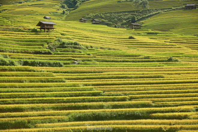 Tháng 9, tháng 10 hằng năm là thời gian mùa lúa chín đẹp nhất ở Mù Cang Chải.