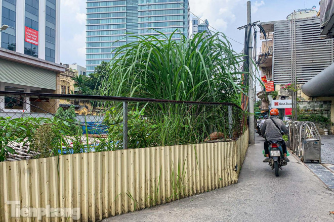 Cỏ mọc um tùm, có nơi cỏ mọc cao gần 2-3m quanh dự án thi công.