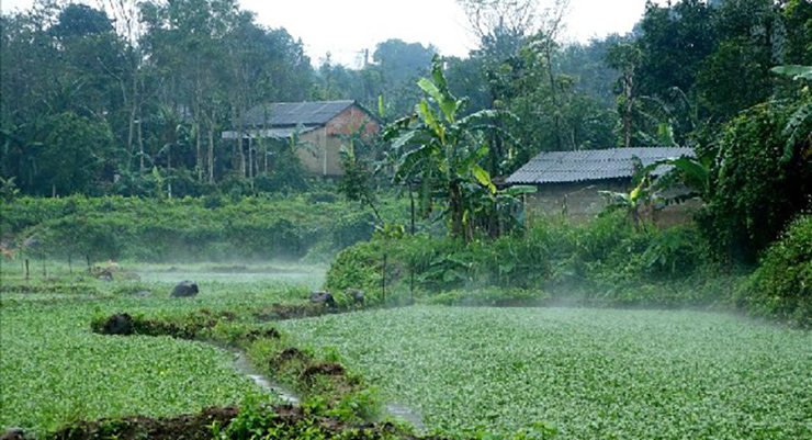 Mùa rau thường từ tháng 10 âm lịch hàng năm và kéo dài khoảng 4-5 tháng
