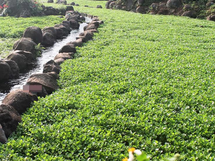 Cây dại trước nhổ vứt đi, nay hóa ”mỏ vàng” dân trồng thu hàng trăm triệu