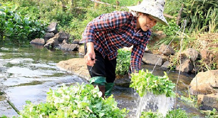 Tại nhiều tỉnh thành tại Việt Nam như ở Quảng Trị, rau liệt chỉ bám nhẹ trên đá, chất dinh dưỡng chủ yếu lấy từ nguồn nước chảy tự nhiên
