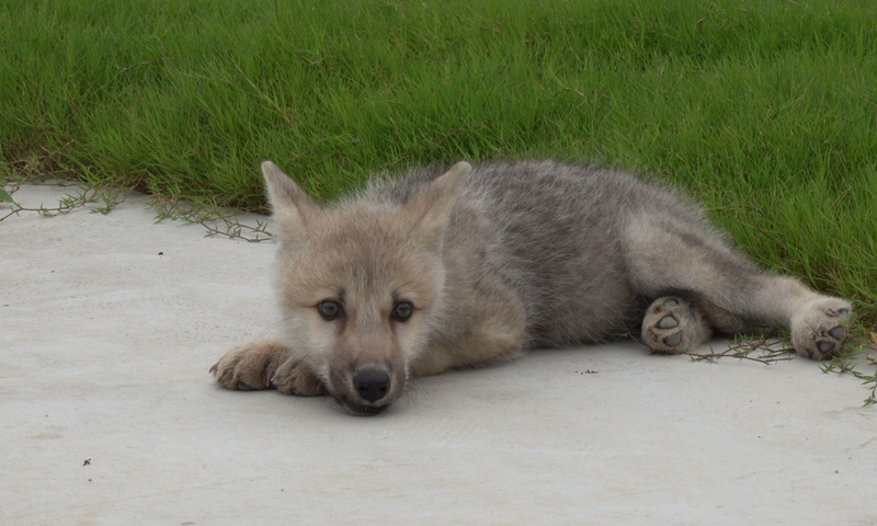 Con sói Bắc Cực nhân bản đã được hơn 100 ngày tuổi.