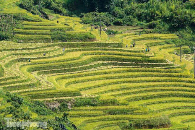 Y Tý là một xã miền núi thuộc huyện Bát Xát, tỉnh Lào Cai nằm trên vùng núi đá có độ cao khoảng 2.000 m so với mặt nước biển.