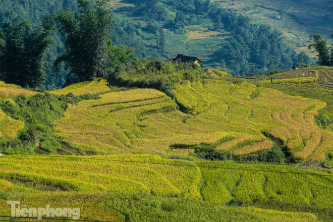 Ở nơi đây, vào tháng 9, lúa vàng trĩu bông khắp các ruộng bậc thang, tạo nên khung cảnh thơ mộng cho mảnh đất núi rừng vùng Tây Bắc.