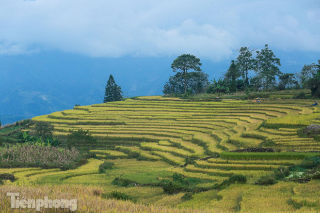 Những thửa ruộng bậc thang tầng tầng lớp lớp.