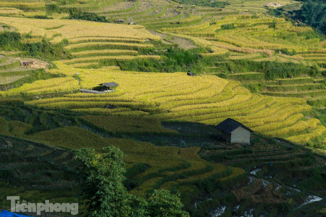 Những ngọn đồi phủ kín màu vàng óng ả.