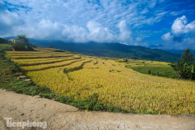 Khắp nơi được phủ kín màu lúa chín