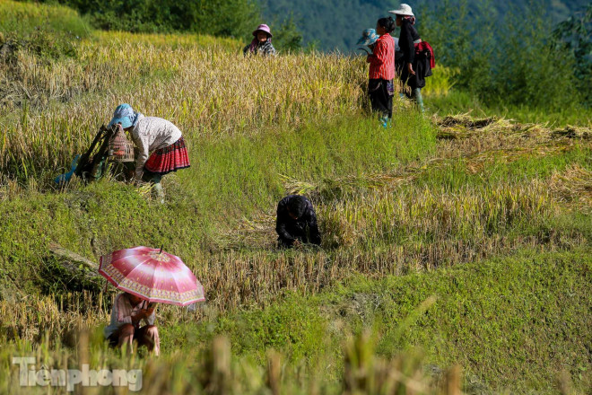 Ruộng bậc thang Y Tý vào mùa vàng: Thiên đường là đây! - 15