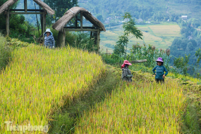 Với những ai luôn tất bật với bộn bề cuộc sống thì những ngày trải nghiệm ở Y Tý vào mùa thu là những ngày "sống trên mây", nhẹ nhàng, chậm rãi với mùa lúa chín vàng.