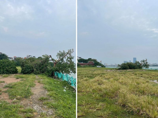 Hình ảnh cây cô đơn ở Hà Nội bị gãy đổ hoàn toàn. Ảnh: Chuyện của Hà Nội.
