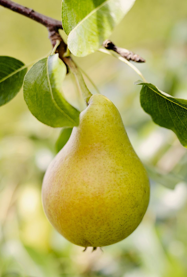 8 loại thực phẩm cực tốt cho “bộ não thứ 2”, chặn đứng ung thư từ lúc mới “nhú” - 8