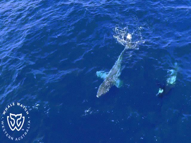 Video: Cá voi lưng gù mắc lưới, đàn cá voi sát thủ lao tới hành động bất ngờ