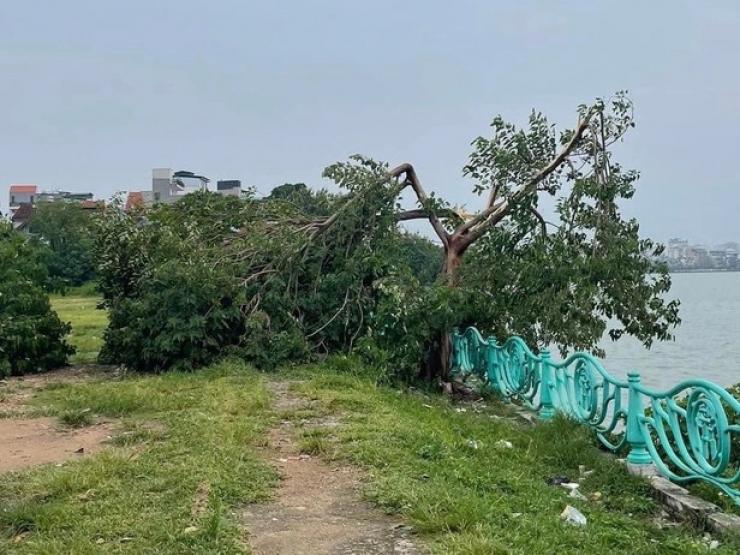 “Cây cô đơn” nổi tiếng ở Hà Nội bị gãy đổ sau cơn mưa lớn