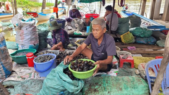 Người làm công tại các vựa ốc luôn khẩn trương