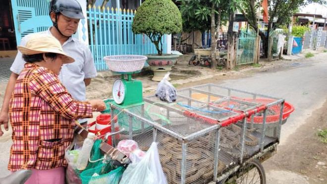 Những xe bán rắn, cá, chuột có nhiều trên các tuyến đường huyện An Phú vào mùa nước nổi