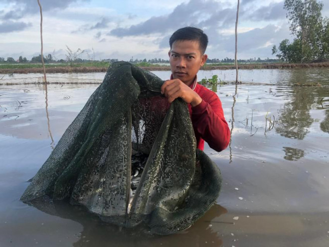 Anh Phạm Nhựt Cảm thu hoạch cá linh từ những lưới đặt cá của mình. Ảnh: HUỲNH DU