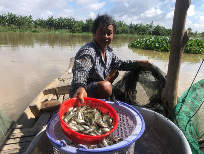 Hiện nay cá linh đã to hơn so với đầu vụ nên giá cũng xuống thấp. Ảnh: HUỲNH DU