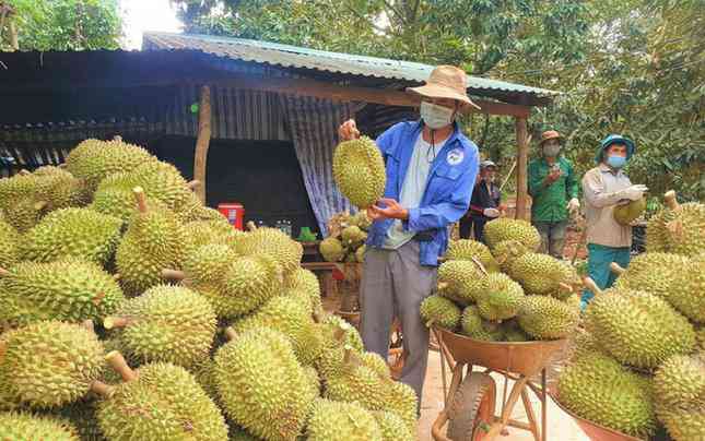 Bộ NN&amp;PTNT và các địa phương cần có chuyên gia để hướng dẫn cho nông dân trồng, kiểm tra chất lượng, tiêu chuẩn sầu riêng.