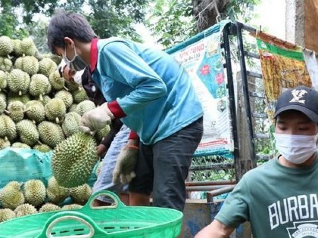 Nhiều đơn vị mạo danh mã số vùng trồng xuất khẩu sầu riêng sang Trung Quốc