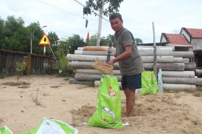 Tranh thủ trời còn tạnh ráo, ông Trần Văn Thu (57 tuổi) ở thôn Hòa Thượng, xã Tam Thanh, TP. Tam Kỳ ra vườn xúc cát vào bao chằng chống nhà cửa.