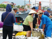 Thị trường - Tiêu dùng - Chạy siêu bão, ngư dân Quảng Bình trúng luồng cá lớn