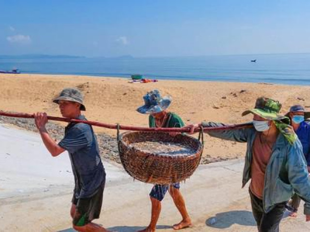 Ngư dân Quảng Bình trúng đậm, thu tiền triệu mỗi ngày